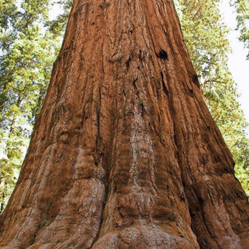 Cedarwood Atlas Essential Oil (5180) best wholesale bulk price and pure natural in Canada