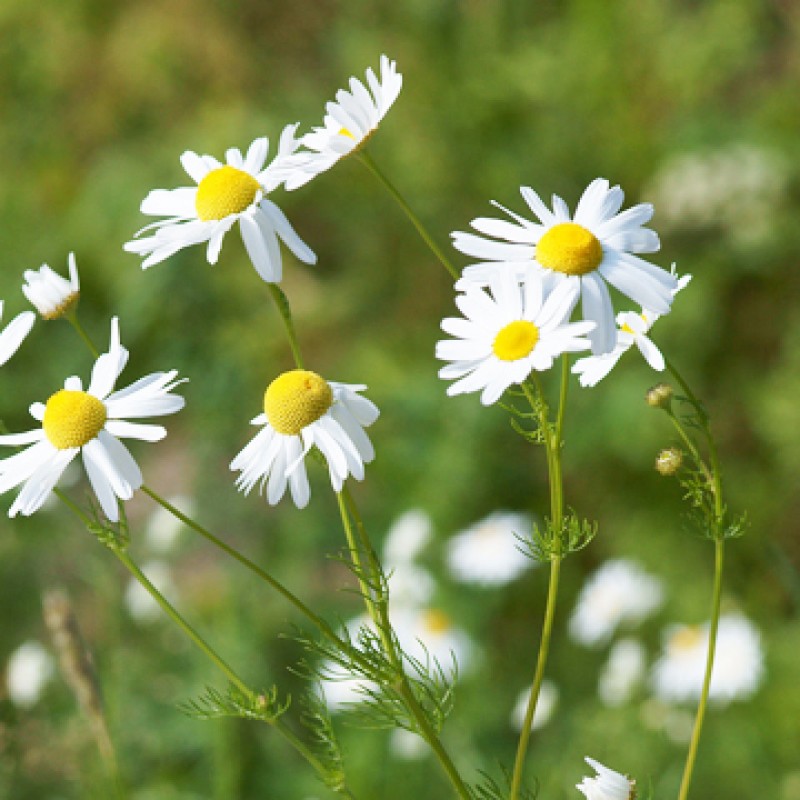 Roman Chamomile Essential Oil - Buy Bulk